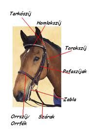 kantas_es_reszei.jpg kantas_es_reszei.jpg